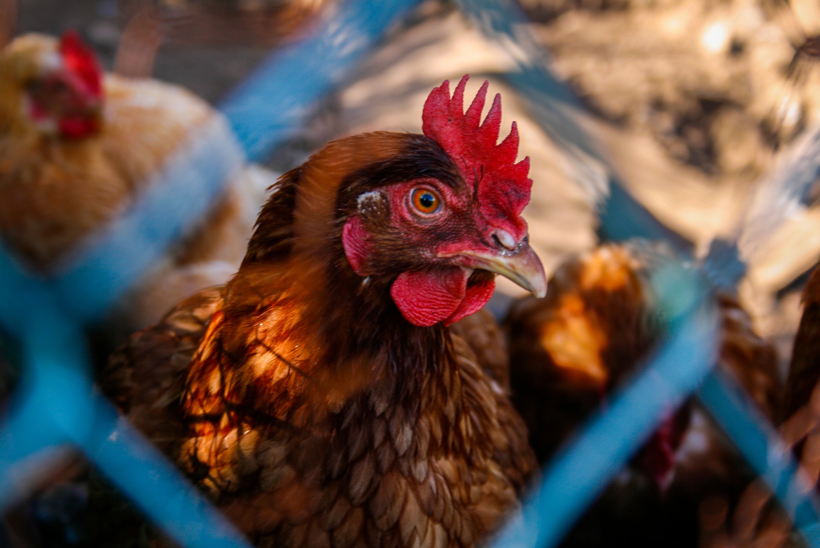 chicken-poultry-supplies-toormina