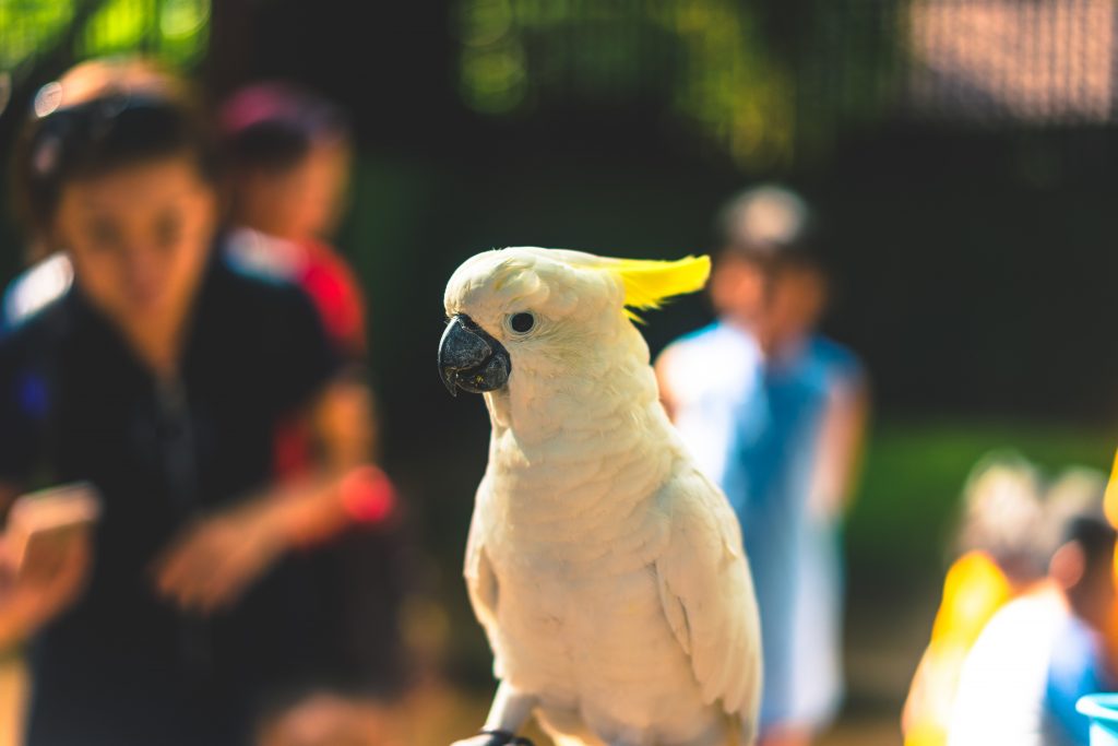 coffs-coast-pets-toormina