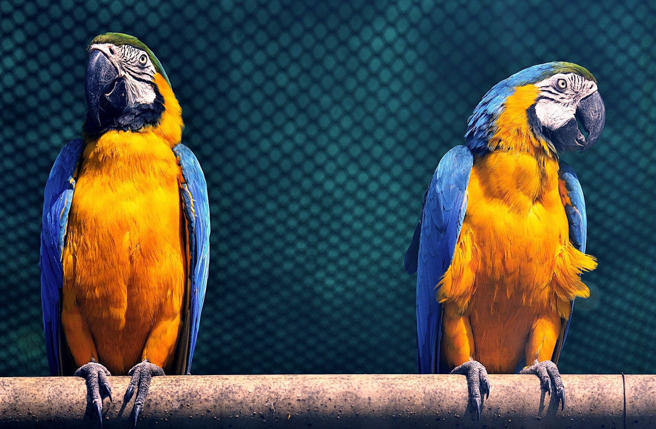 parrots-and-birds-for-sale-toormina