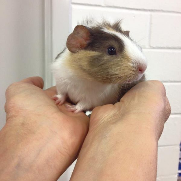 pet-guinea-pigs-toormina