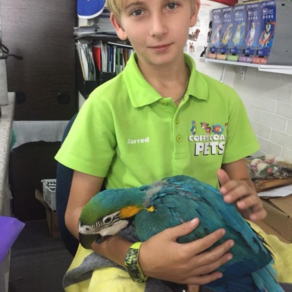 hand-raised-parrots-toormina-coffs-coast-pets