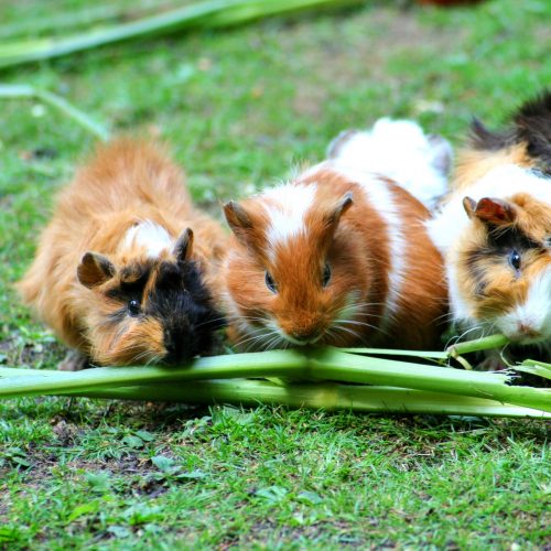 guinea-pigs-for-sale-toormina