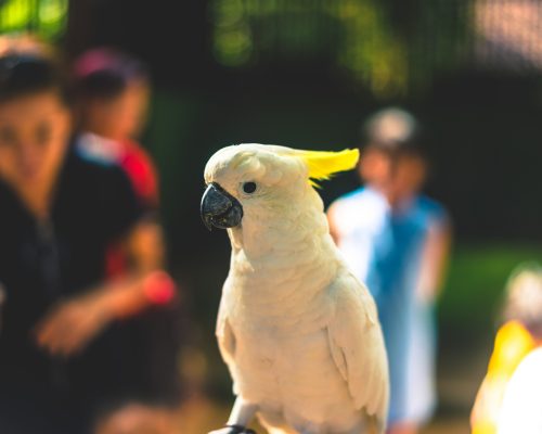 coffs-coast-pets-toormina