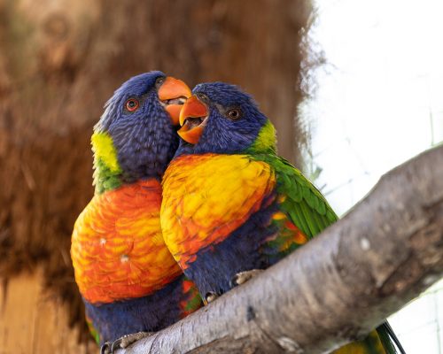 pet-parrots-in-toormina