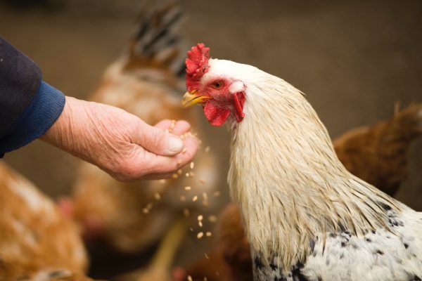 chicken-feed-toormina