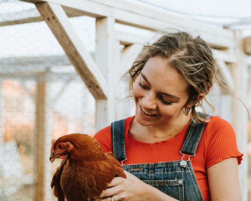 chicken-feeders-supplies-toormina